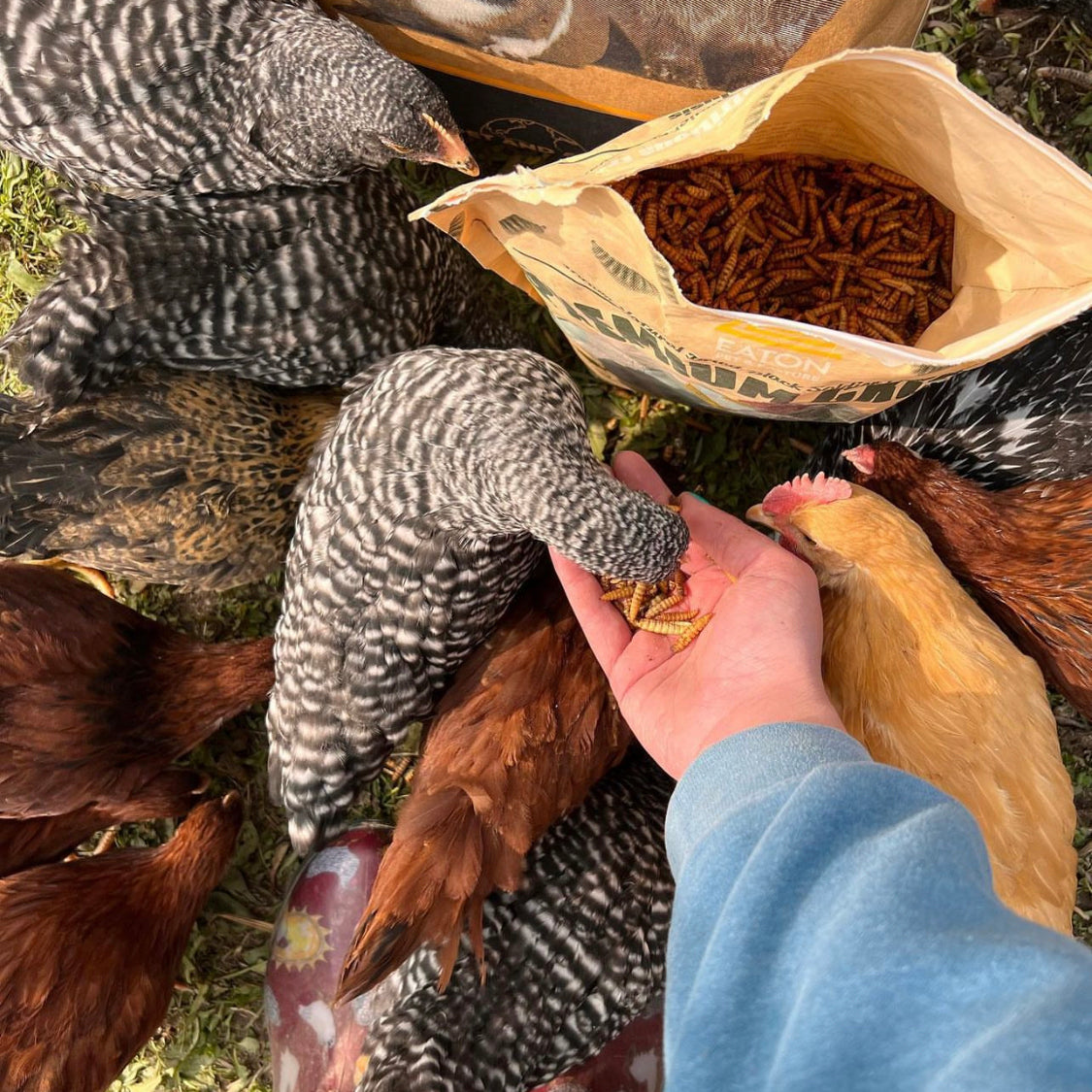 Why Black Soldier Fly Larvae Are the Best Treat You Can Give Your Chickens
