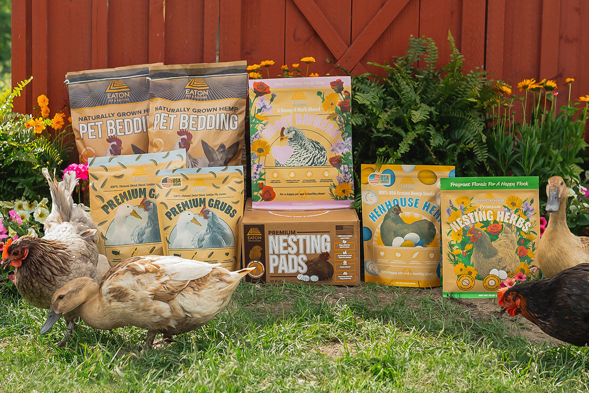 Chicken Coop Cleaning Made Easy - The Eaton Way