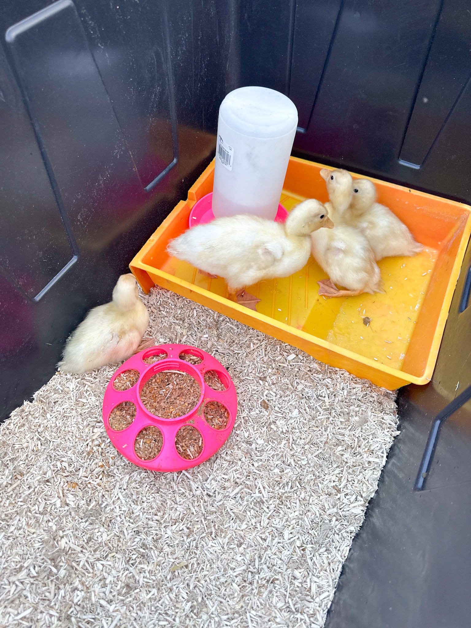 Duckling Brooder 101