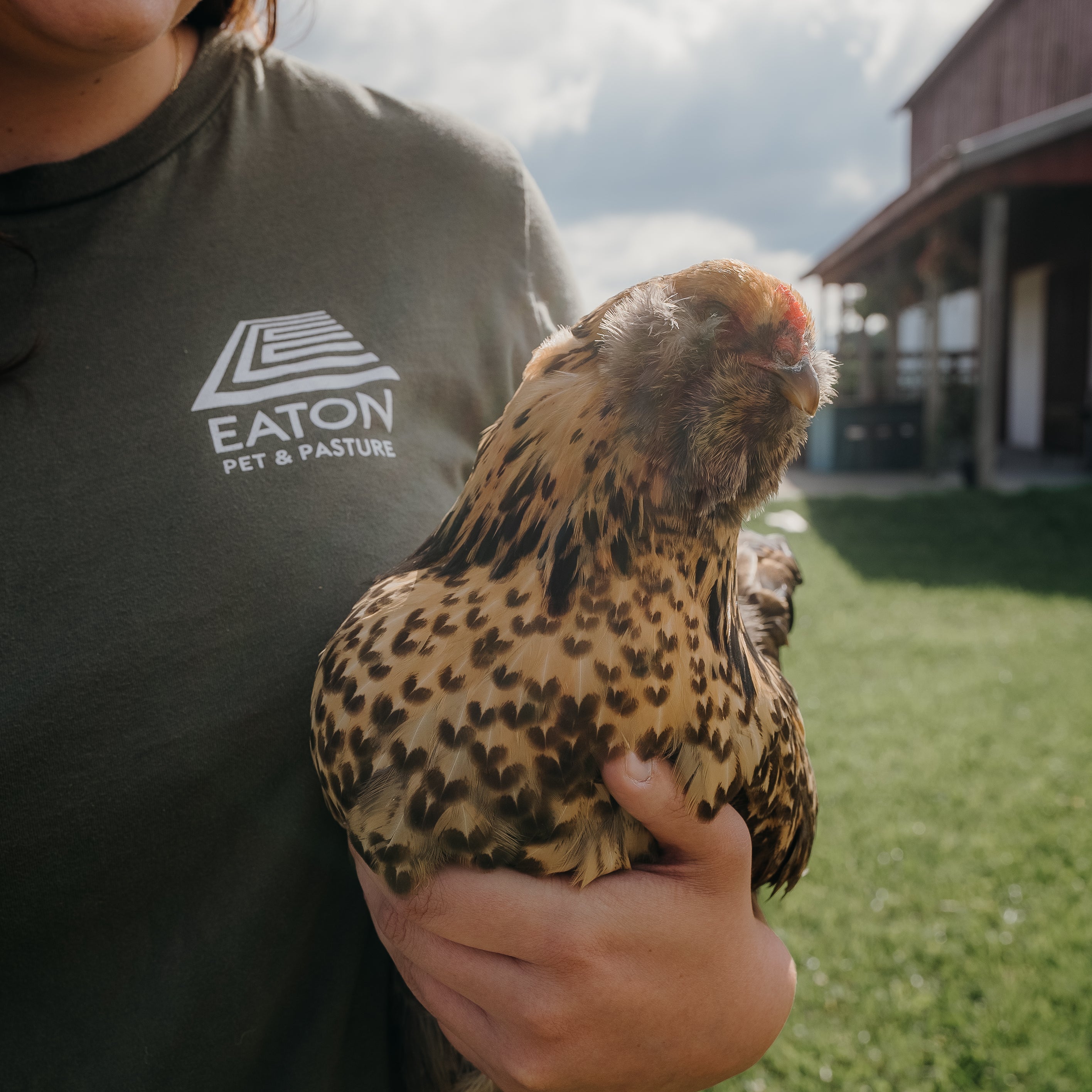 5 Must-Haves for Every Backyard Chicken Keeper
