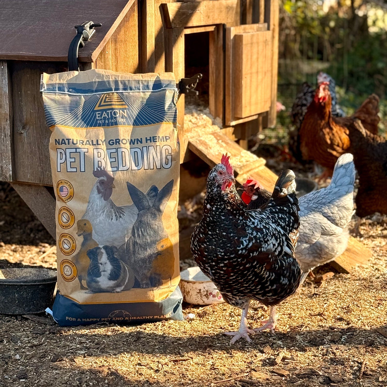 Winter Chicken Coop Care: Bedding, Heat & Feeding Tips