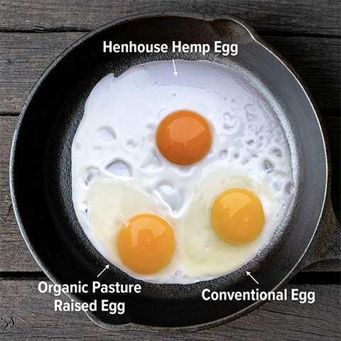The Secret to Omega-Rich Eggs: What Henhouse Hemp Does for Your Flock (and Your Breakfast)
