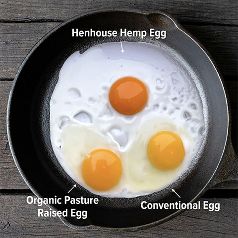 The Secret to Omega-Rich Eggs: What Henhouse Hemp Does for Your Flock (and Your Breakfast)