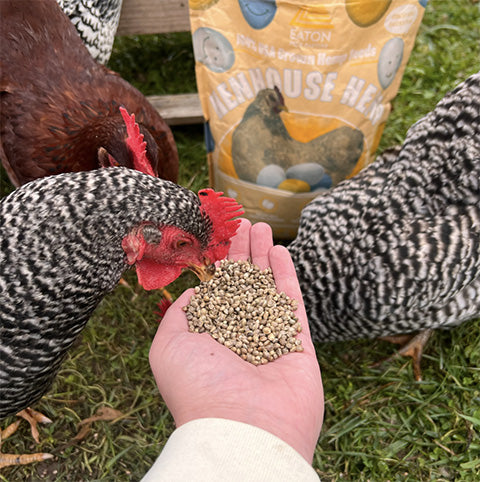 Egg-Laying Essentials: How Henhouse Hemp Supports Happy, Healthy Hens