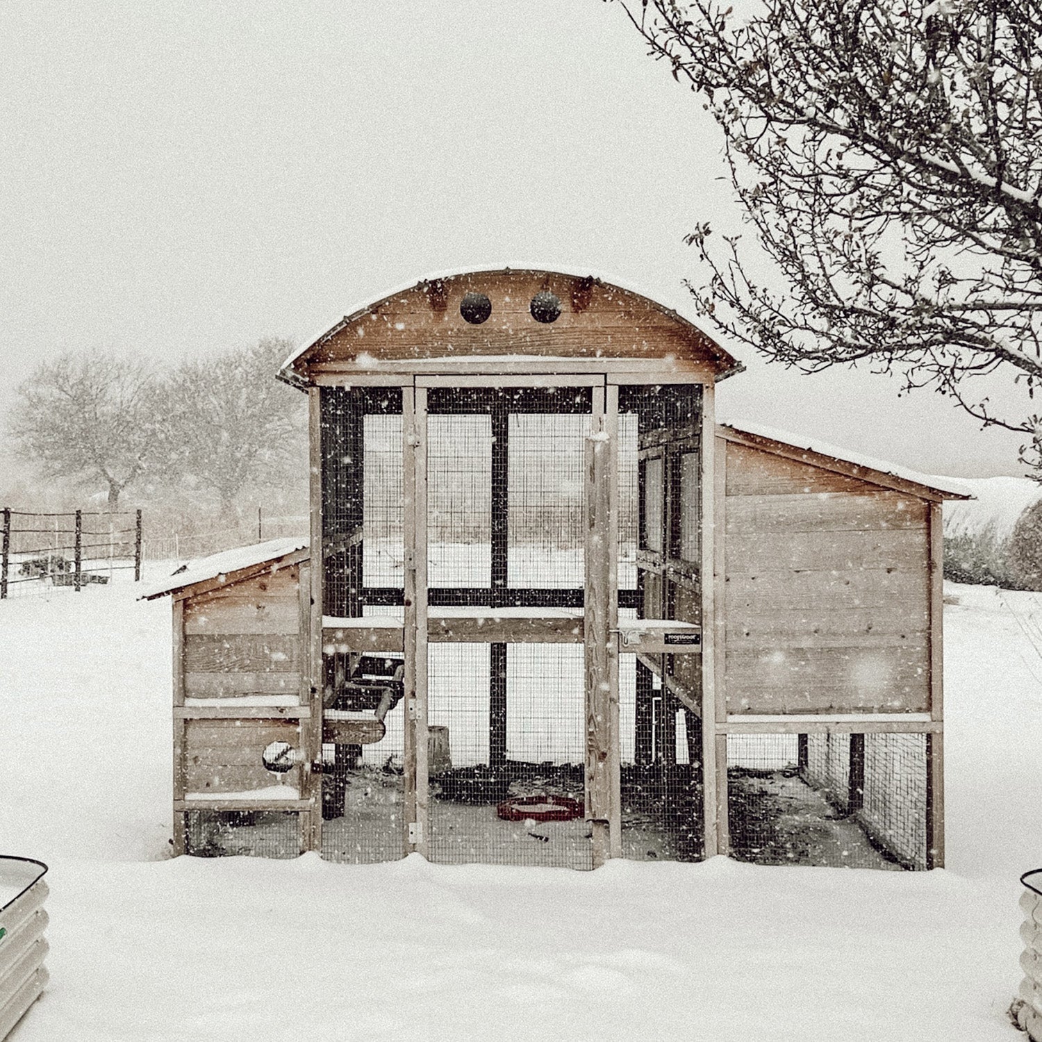 Caring for Your Flock in Wintry Weather