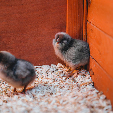 Why Brooder Cleanliness Matters